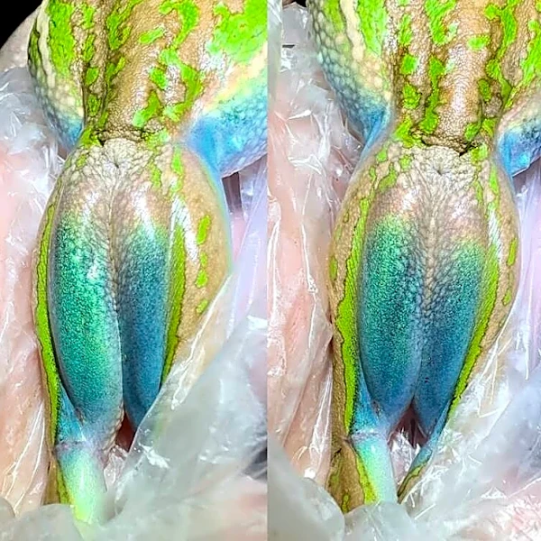 Scientist Is Stunned To Discover Unique ‘Optical Effect' On Frog's Skin