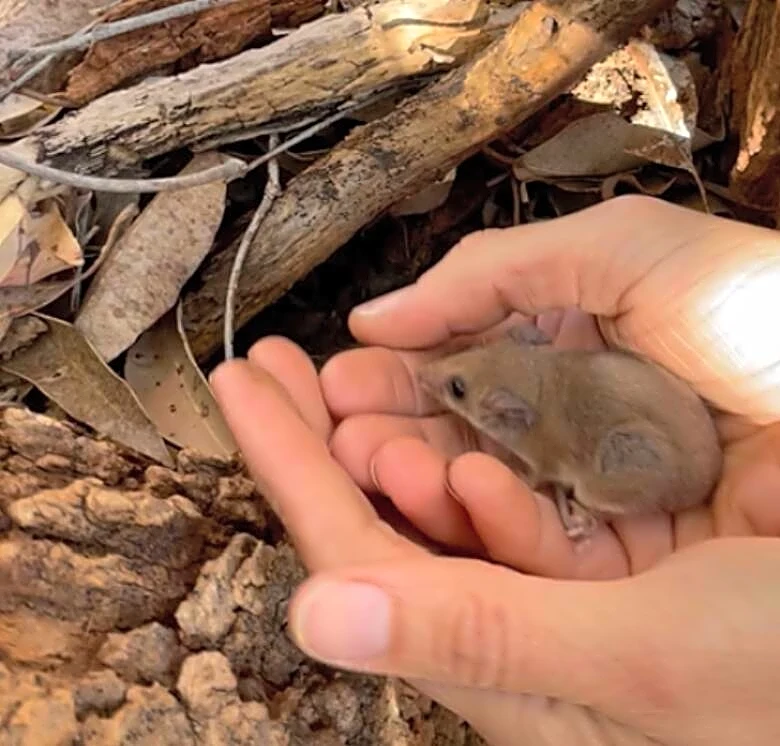 In 1999 This Tiny Animal Seemed To Disappear — This Summer They Held One Again