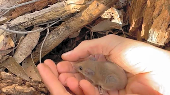 In 1999 This Tiny Animal Seemed To Disappear — This Summer They Held One Again