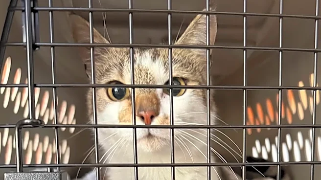 Woman Sees Kitten On Backyard Security Camera And Immediately Recognizes Her From The News