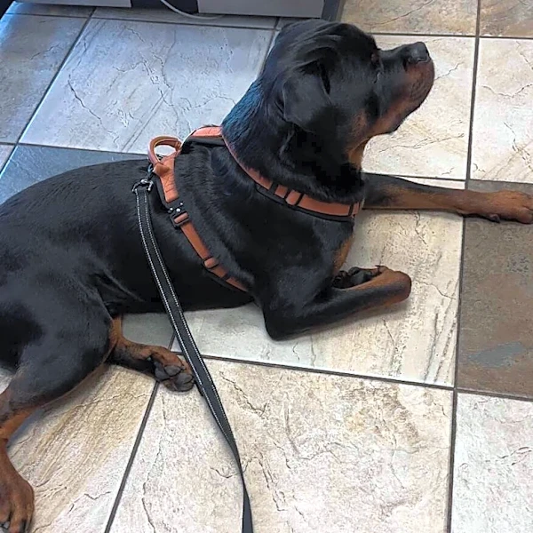 Vet Interrupts Dog's Exam To Bring In A Cat — And The Reason Is 'Genius'