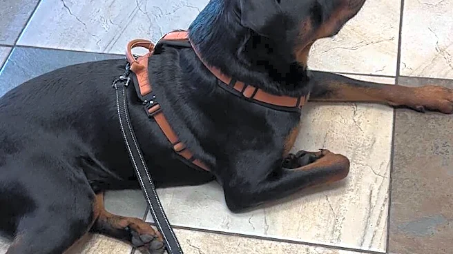Vet Interrupts Dog's Exam To Bring In A Cat — And The Reason Is 'Genius'