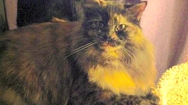 Cats Lead Parents To A Little Mouse In A 'Ridiculous' Predicament