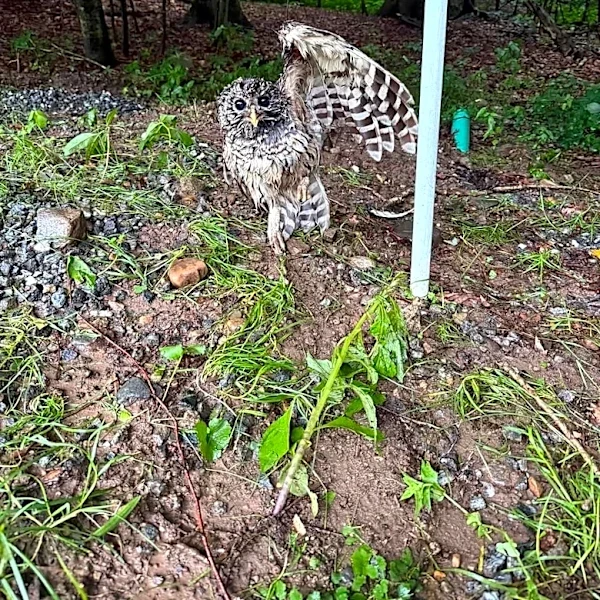 Rescuers See Owl Raising His Wing — Then Realize Something's Very Wrong