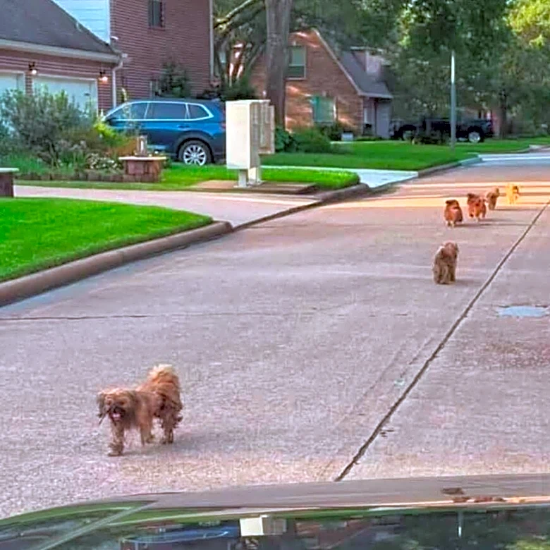 Women Spot Matted Shih Tzus Running Through Houston Streets — Then Realize Why
