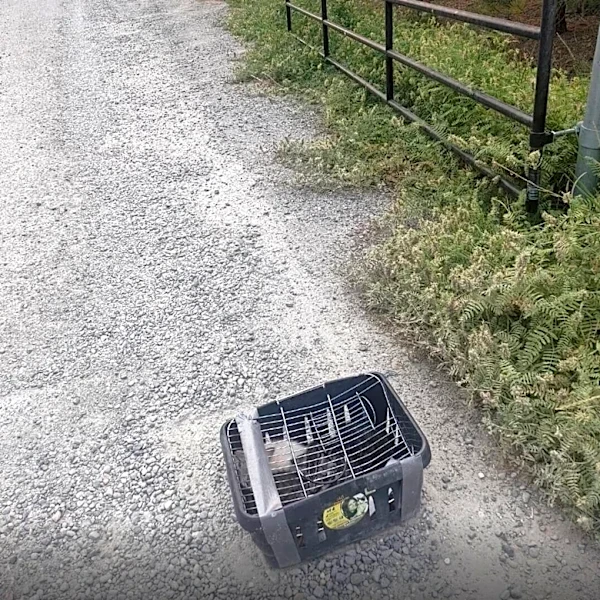Shelter Volunteer Finds A Grocery Basket On A Dirt Road With 4 Little Faces Staring Out