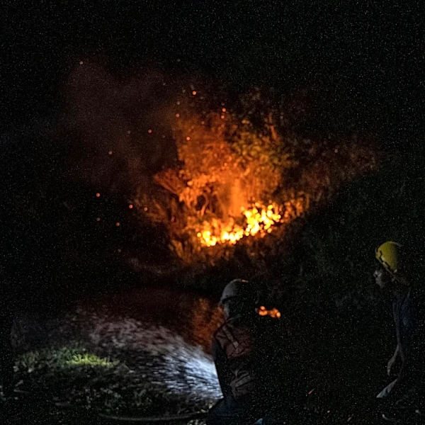 In The Borneo Rainforest, A Fire Threatens The Lives Of 5,000 Critically Endangered Orangutans