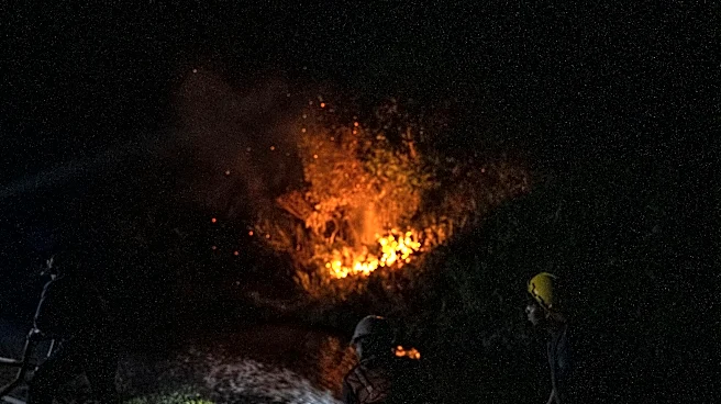 In The Borneo Rainforest, A Fire Threatens The Lives Of 5,000 Critically Endangered Orangutans