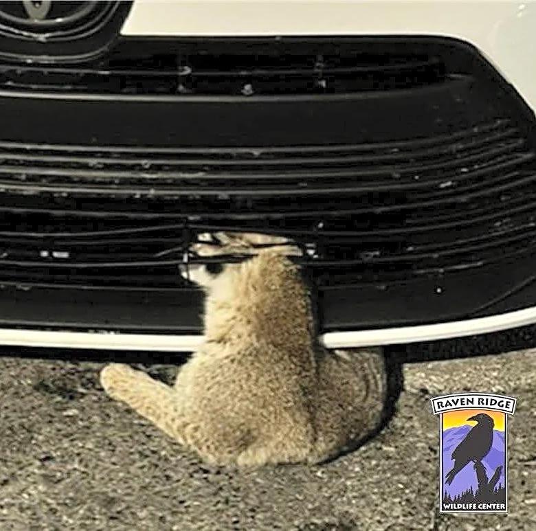 Driver Pulls Over And Finds A Wild Cat Completely Stuck In The Car Grille