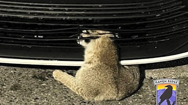 Driver Pulls Over And Finds A Wild Cat Completely Stuck In The Car Grille