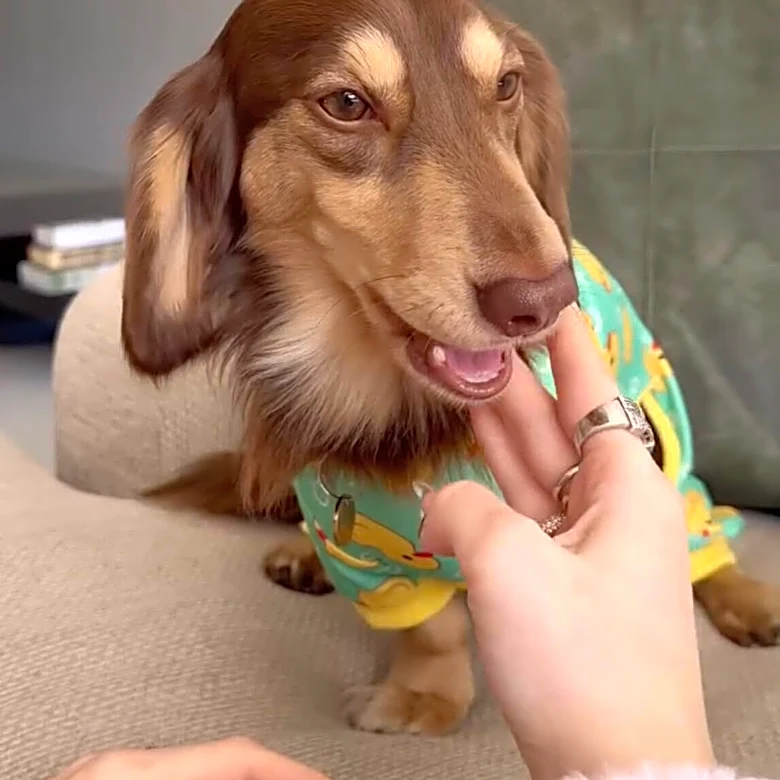 Woman Buys Her Anxious Dog A Human-Sized Doll — And It Works A Little Too Well