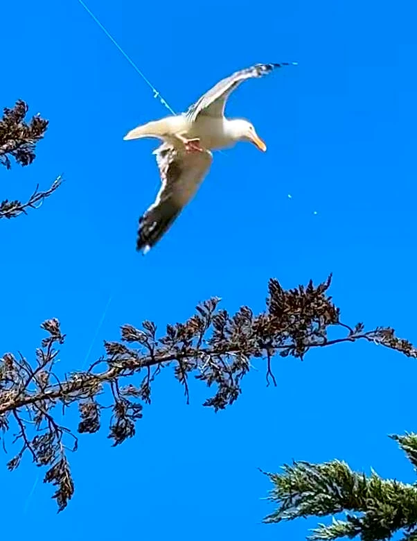 Beachgoers Look Up And Realize Someone's Trapped 40 Feet In The Air
