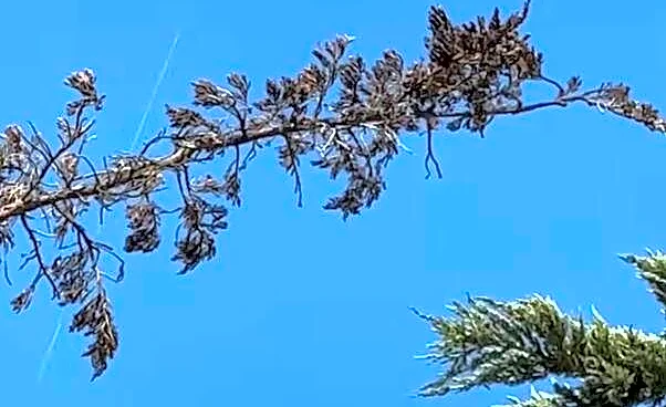 Beachgoers Look Up And Realize Someone's Trapped 40 Feet In The Air