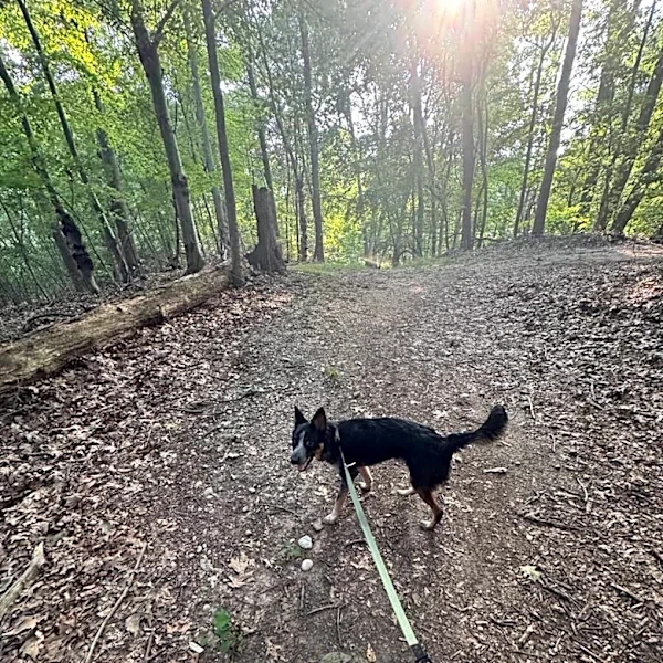 4 Must Haves For Getting Your Dog Outside — No Matter His Activity Level