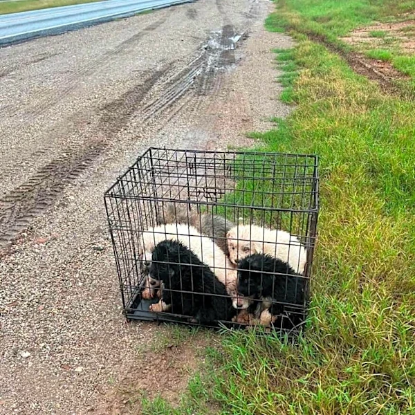 Driver On Way To Work Pulls Over When He Sees Crate With 8 Wet Puppies Inside