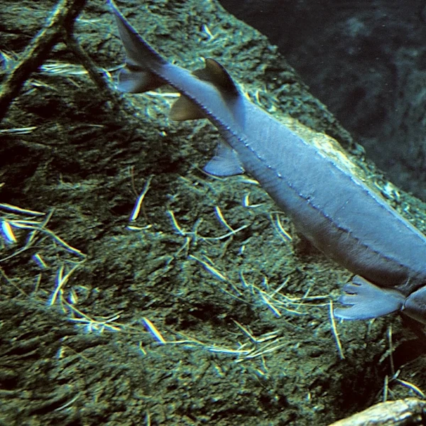 Prehistoric Fish Gets Trapped In A Pedal Boat — Then A Fisherman Spots Her