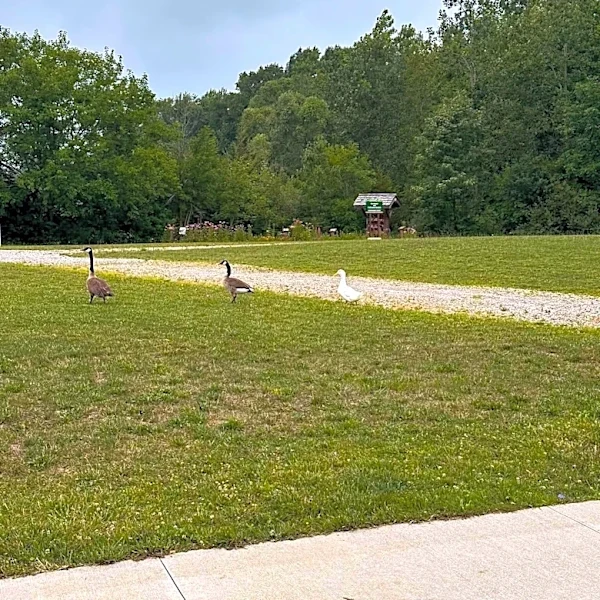 Woman Spots White 'Angel' Floating Among Geese — Then Realizes He Doesn't Belong