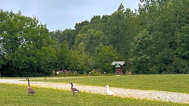Woman Spots White 'Angel' Floating Among Geese — Then Realizes He Doesn't Belong