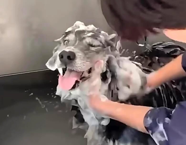 Mangy Dog Rescued From Neglect Turns Out To Be A Breed No One Guessed