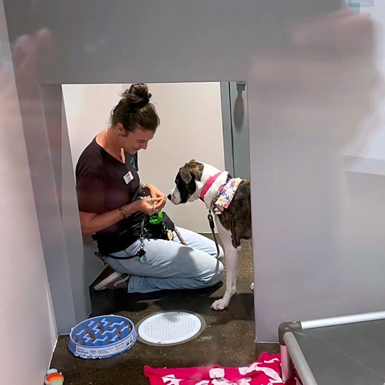 Dog Ended Up At Shelter After Her Owner Fell Into A Coma — A Year Later, A Miracle Happened