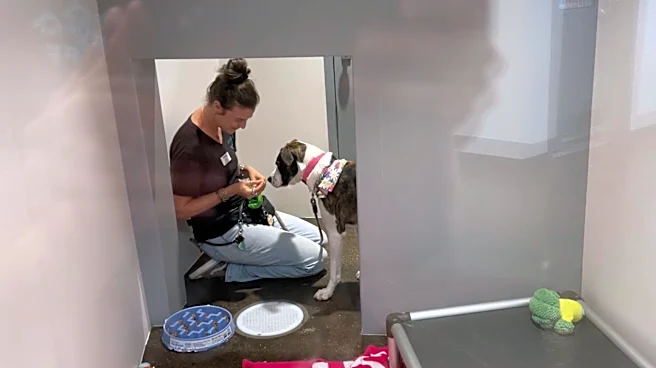 Dog Ended Up At Shelter After Her Owner Fell Into A Coma — A Year Later, A Miracle Happened