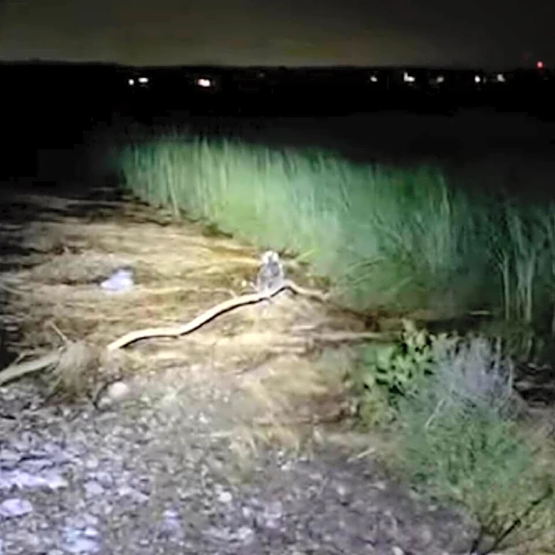 Woman Shines Flashlight In Marsh And Finds Gorgeous Bird Who Needs Help