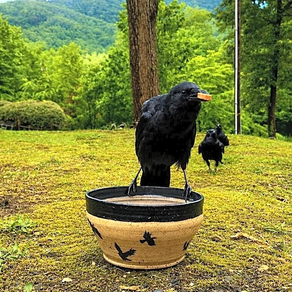 Potter Installs Cameras To Find Who's Been Stealing Her Bowls — Then Follows Them To A Secret Stash