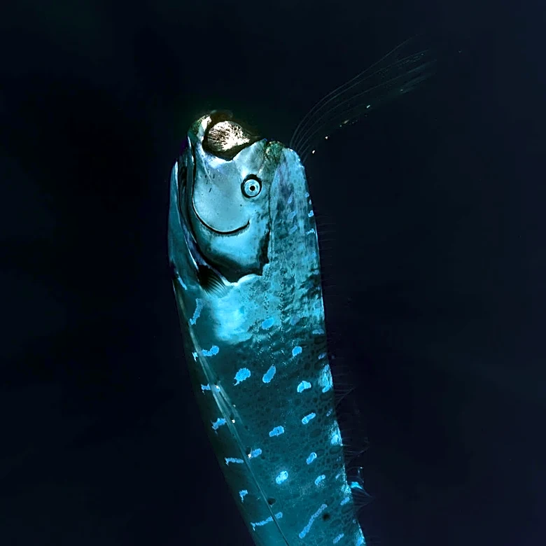 Tour Guide Captures Rare Footage Of ‘Doomsday Fish’ Swimming At The Surface