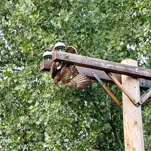 Woman Abruptly Ends Call With Sister After Finding Hawk 'Hanging On For Dear Life’ Above Her