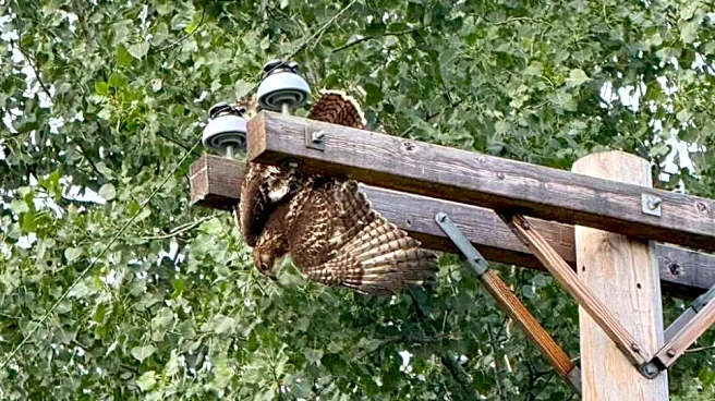 Woman Abruptly Ends Call With Sister After Finding Hawk 'Hanging On For Dear Life’ Above Her