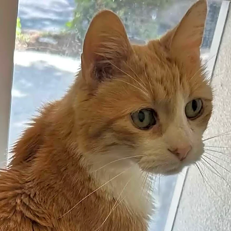 She Thought She'd Never See Her Cat Again — Then She Found Him Across The Country
