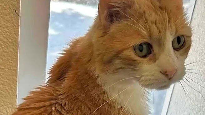She Thought She'd Never See Her Cat Again — Then She Found Him Across The Country