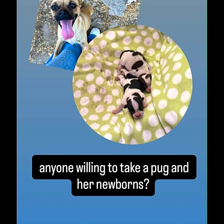 Rescued Pug Mama Confuses Everyone After Giving Birth To ‘Two Little Cows'
