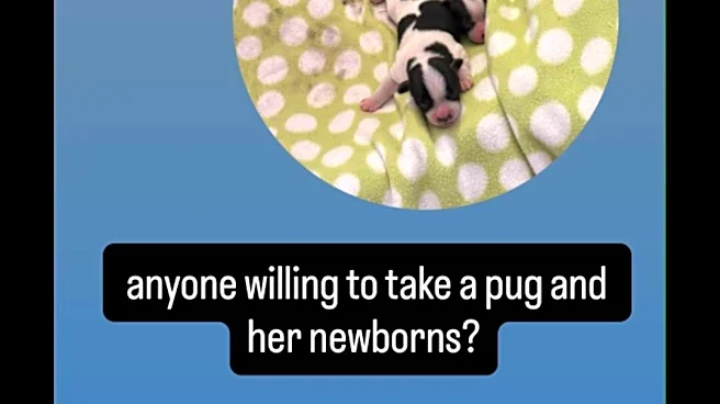 Rescued Pug Mama Confuses Everyone After Giving Birth To ‘Two Little Cows'