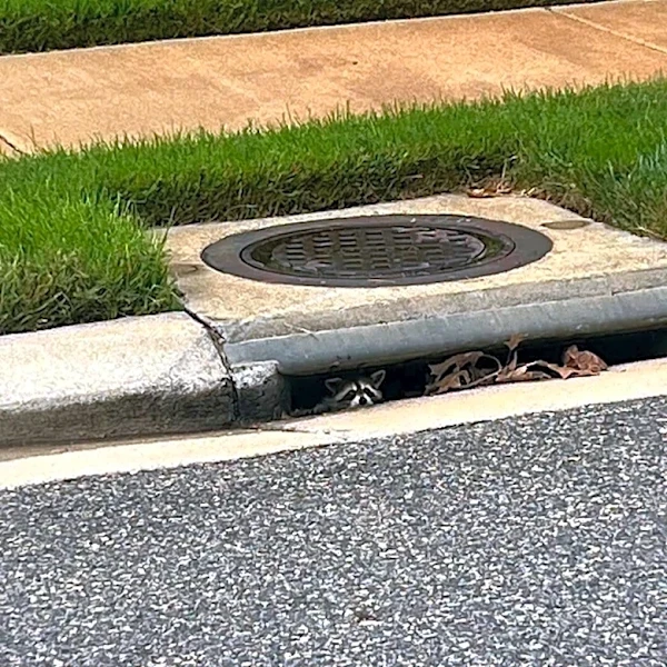 Driver Pulls Over For A Baby Animal In A Storm Drain — Then Realizes Why She's Hiding