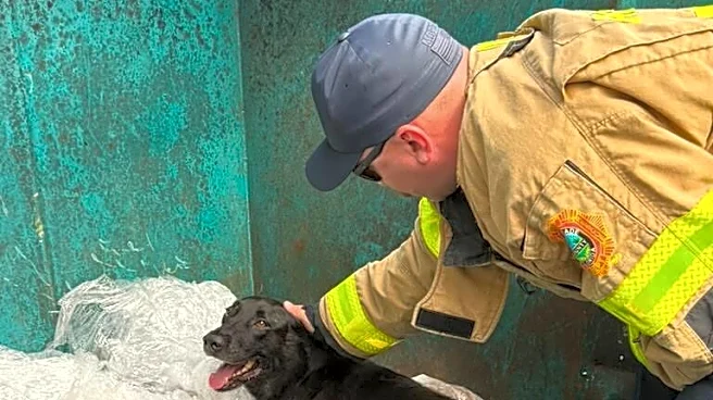 Firefighters Respond To Call About 'Ducklings' In Trash — Then Make A Forever Friend