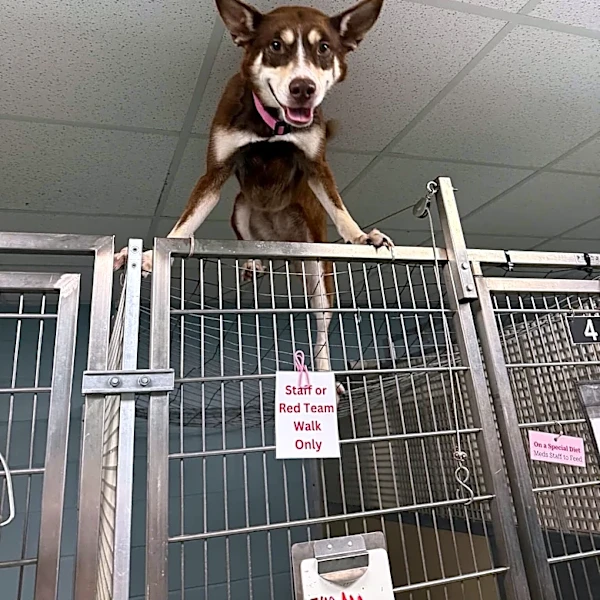 Shelter Worker Finds Dog Standing On Top Of Her Kennel And Realizes She's Houdini Reincarnated