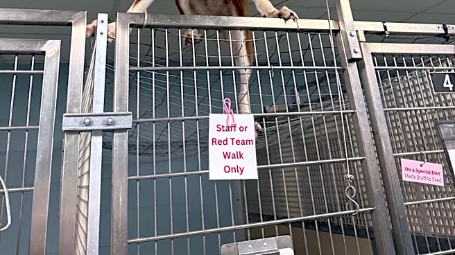 Shelter Worker Finds Dog Standing On Top Of Her Kennel And Realizes She's Houdini Reincarnated