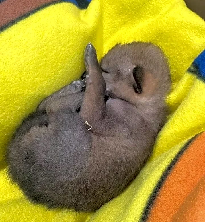 Boy Walking Home From School In Detroit Finds A Puppy — Then Vet Reveals It’s Not What It Seems