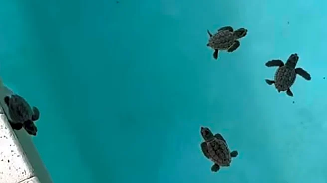 Florida Homeowners Wake Up To 64 Wild Babies Swimming In Their Pool