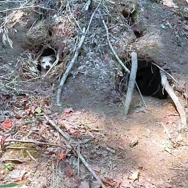 Smiling Dog Pokes Head Out Of Fallen Tree — And Reveals She's Hiding So Many Babies