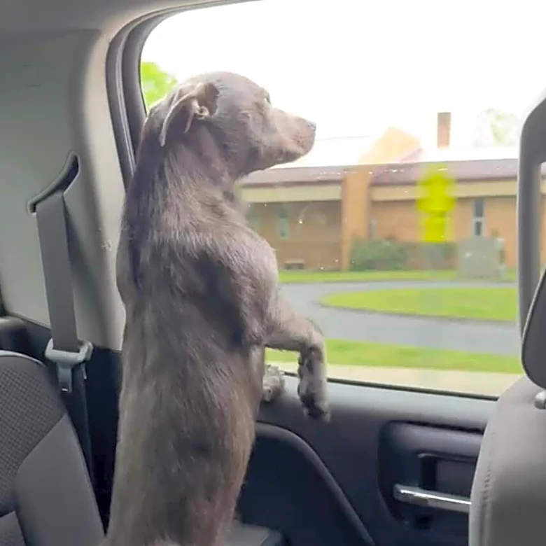 Dog's DNA Test Failed 6 Times — His Mom Was Floored When She Finally Learned Why