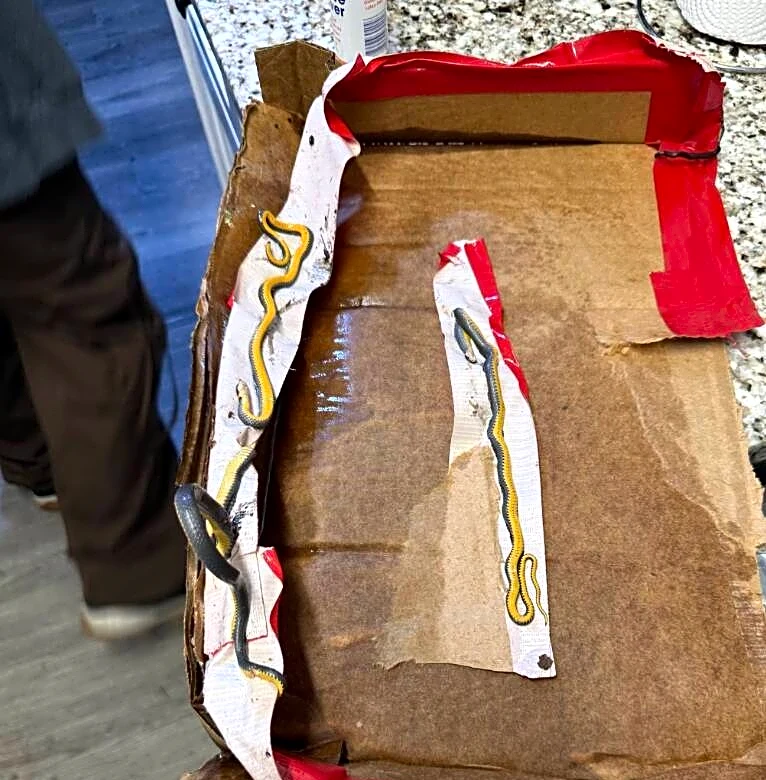 Rescuers Race To Save 5 'Little Survivors' Found Taped To Cardboard Box