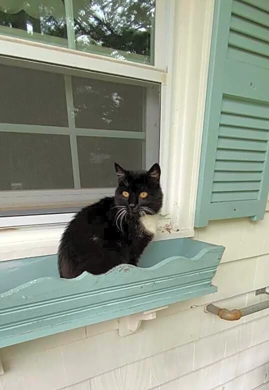 Cat Shows Up At Couple’s New House Every Day — Then They Learn Who She's Waiting For