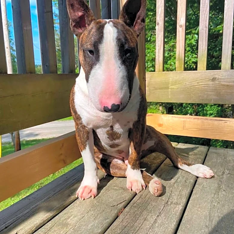 Dog Won’t Stop Staring At One Spot On The Balcony — Then His Owner Sees Why