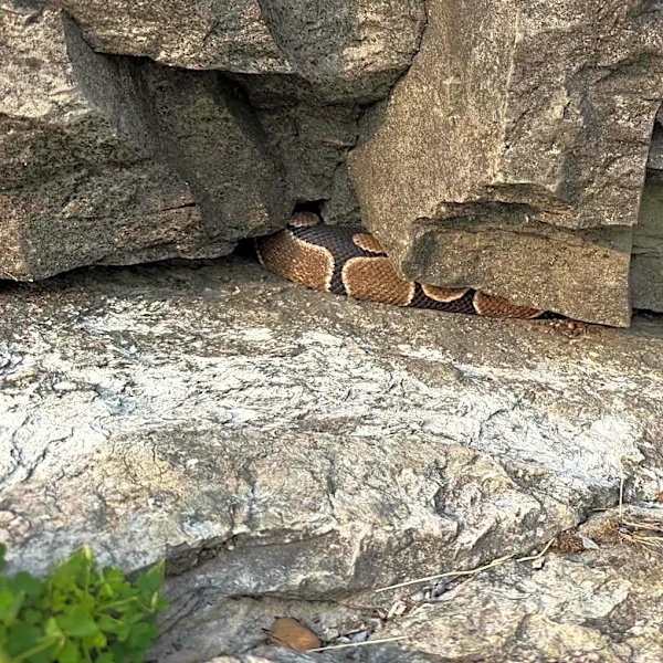 Hiker Spots Something Wedged Under A Rock In A Quarry — Then Realizes It’s A Lost Pet