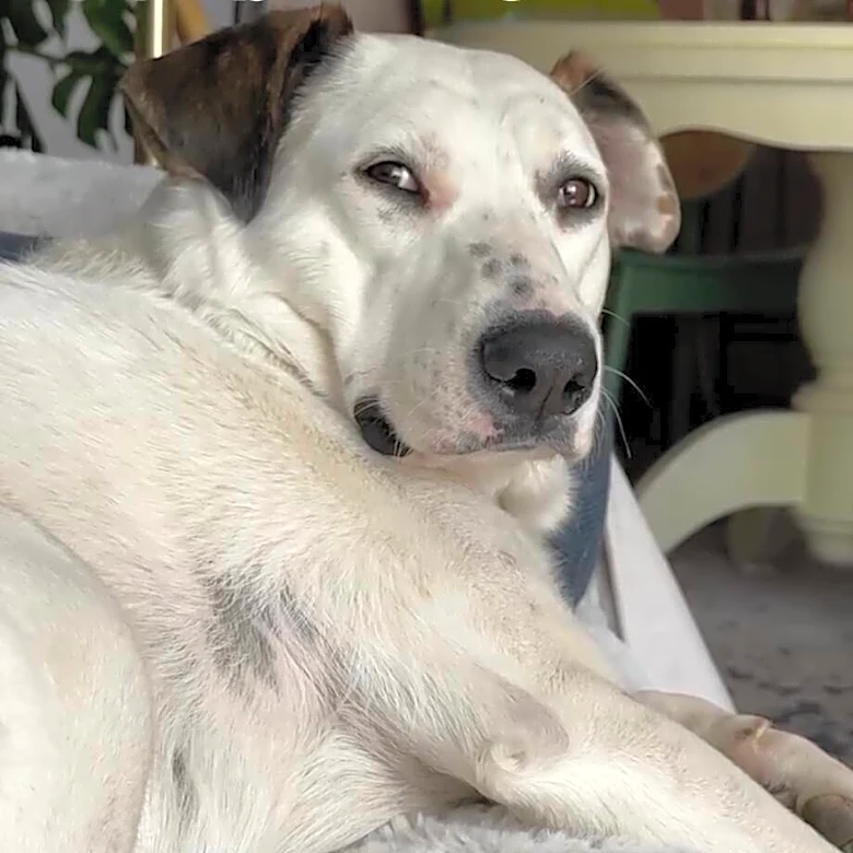 Family Brings Life-Size Cutout Of Their Dog Sofa Shopping To Find The Perfect Fit