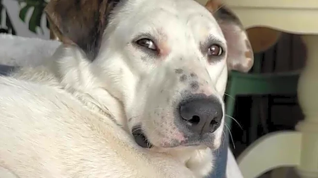 Family Brings Life-Size Cutout Of Their Dog Sofa Shopping To Find The Perfect Fit