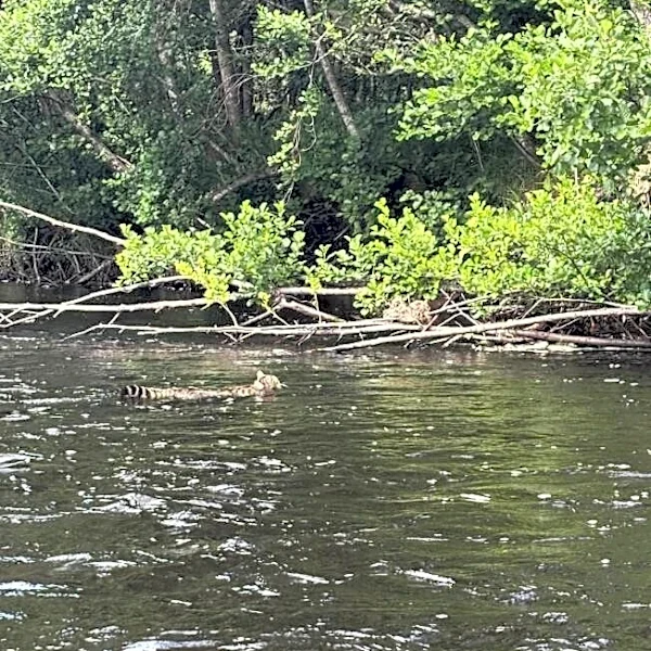 Friends Out Canoeing See A Striped Tail And Realize A Rare Scottish ‘Tiger’ Is Swimming