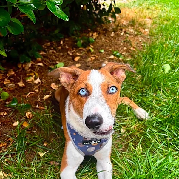 Puppy Born With A Crooked Face Is Looking For Someone To Love Him Just As He Is